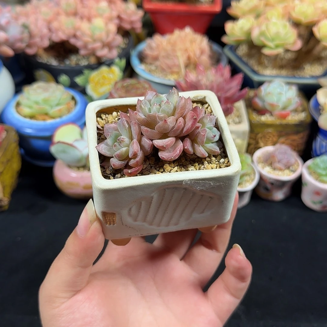 夜魔侠6cm 带盆土发货满35包邮