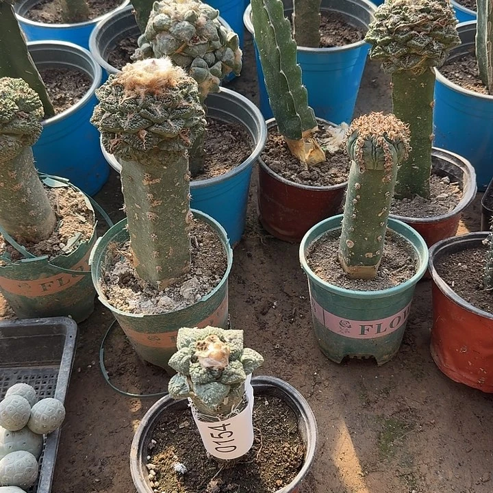 龟甲牡丹黑刺嫁接0154