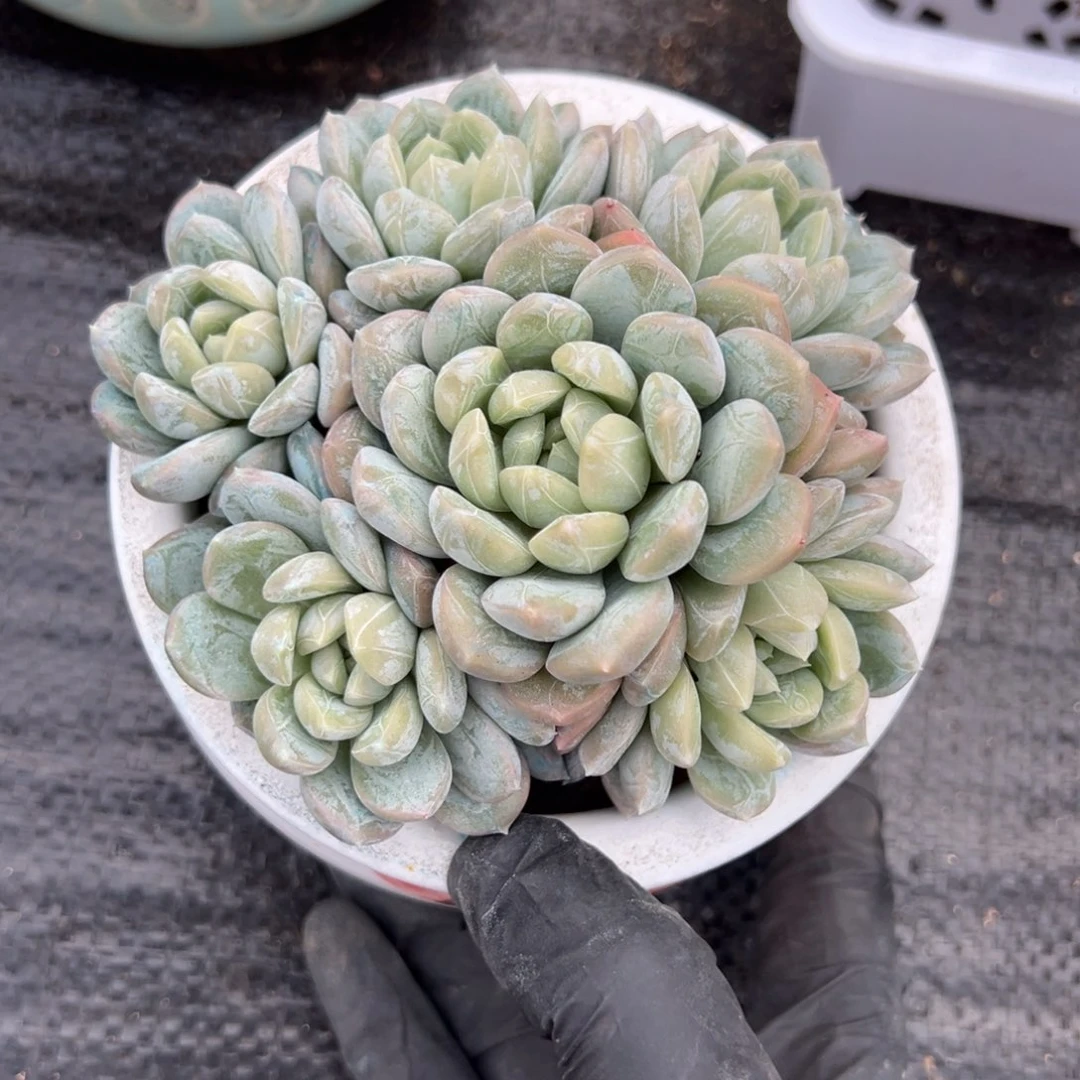 百搭翡翠多肉一物一拍