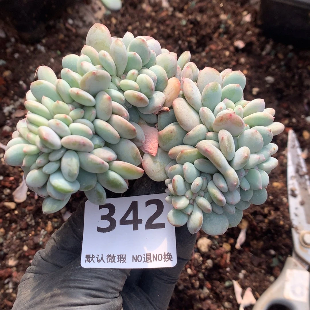 342号新疆西藏内蒙古不包邮的