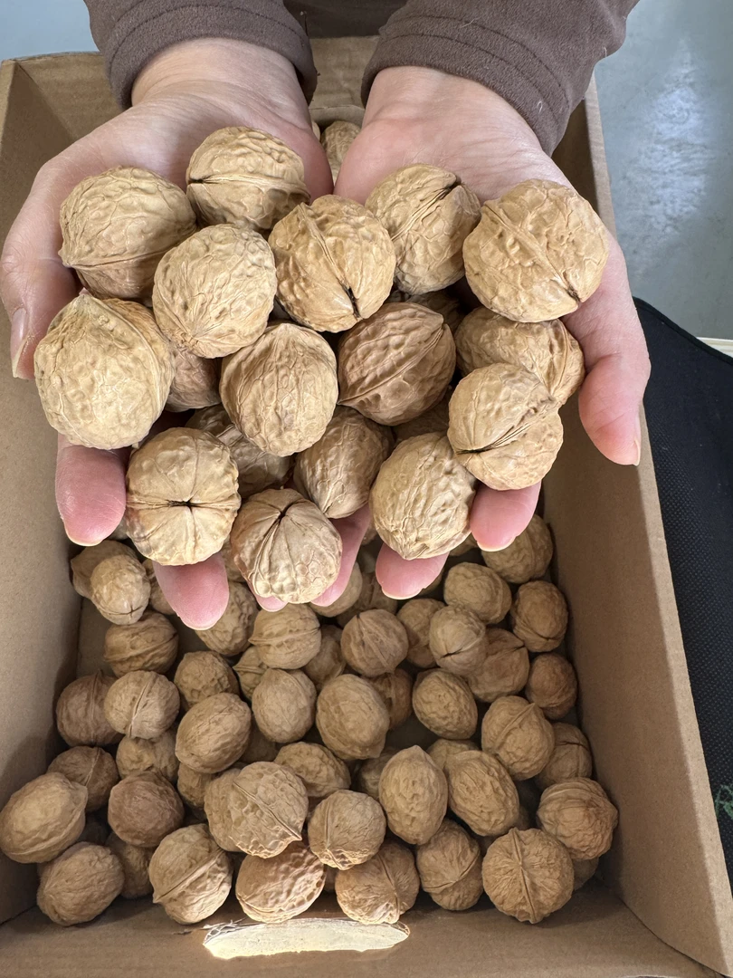 【产地直发】 云南高山103老树核桃原味  好吃美味