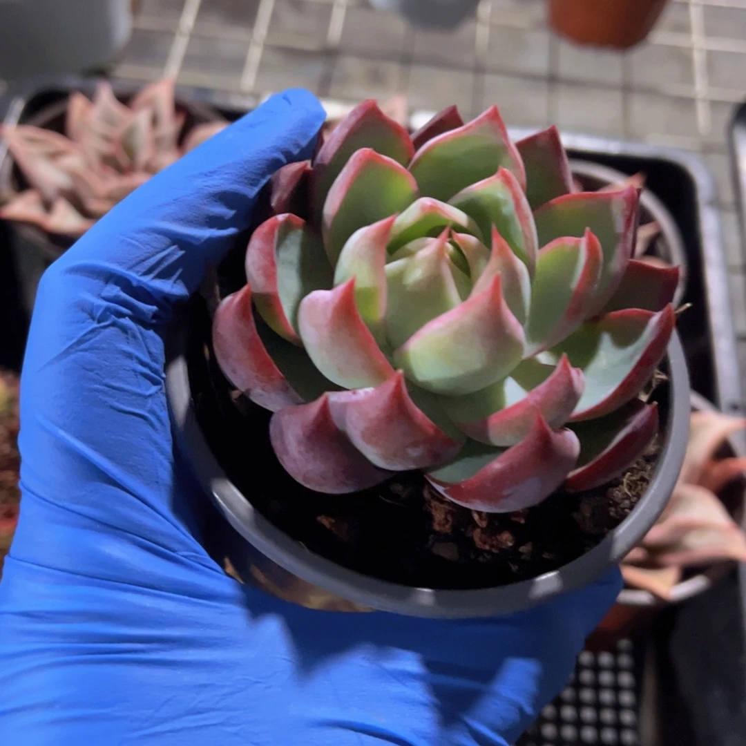 惊鸿仙子多肉植物，