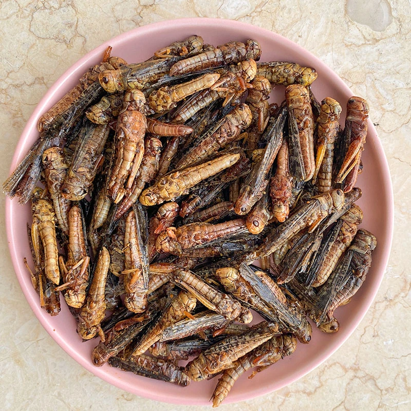（香脆）油炸蝗虫食用下酒菜山东特产香辣孜然即食带翅香酥蚱蜢香脆