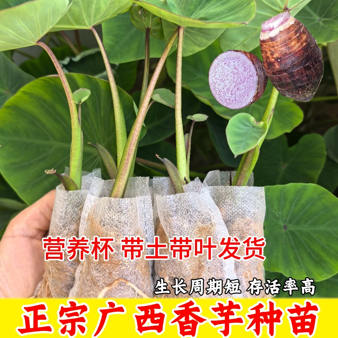 【有芽包活】正宗现挖广西大芋头种子苗香芋槟榔芋小芋头现挖批发