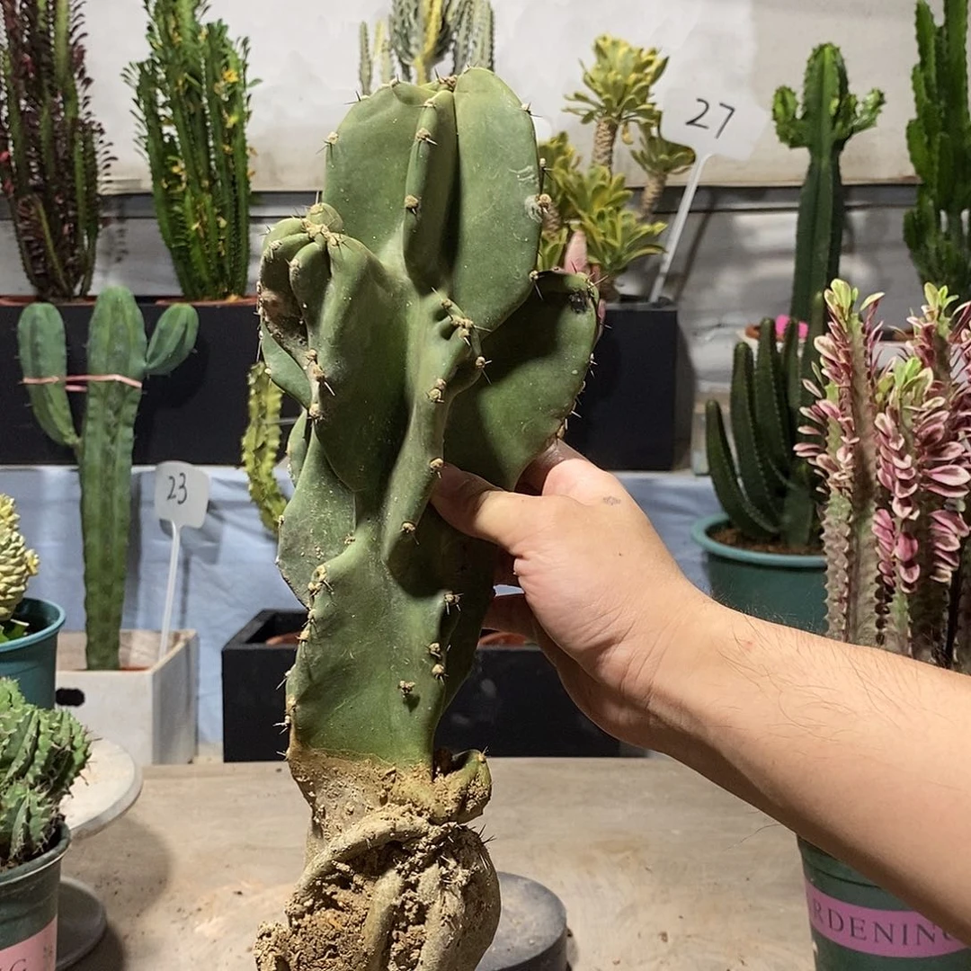 无花朵象腿一物一拍