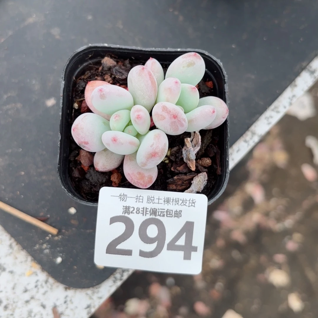 椰奶多肉无盆土发货