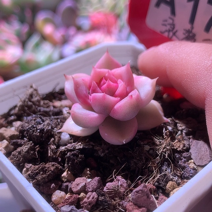 浪漫玫瑰覆轮锦有根