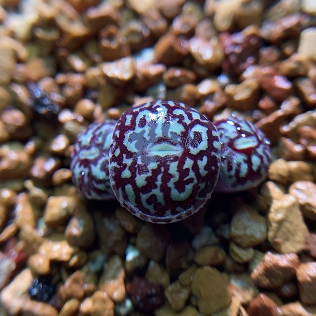 714墨一颗三头包邮