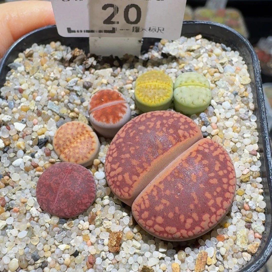 Ssss精品生石花20