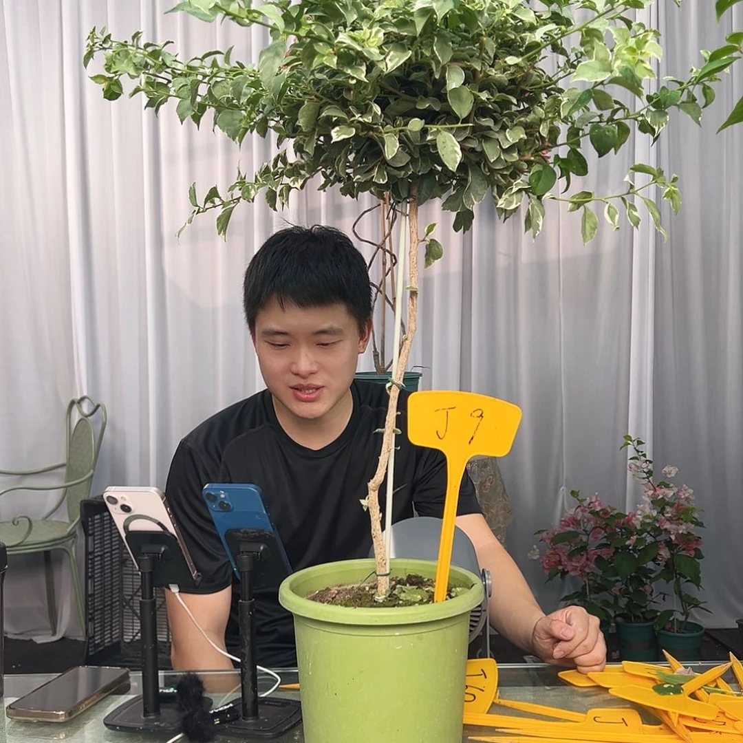 *****大部分开放少量花苞J9少女心