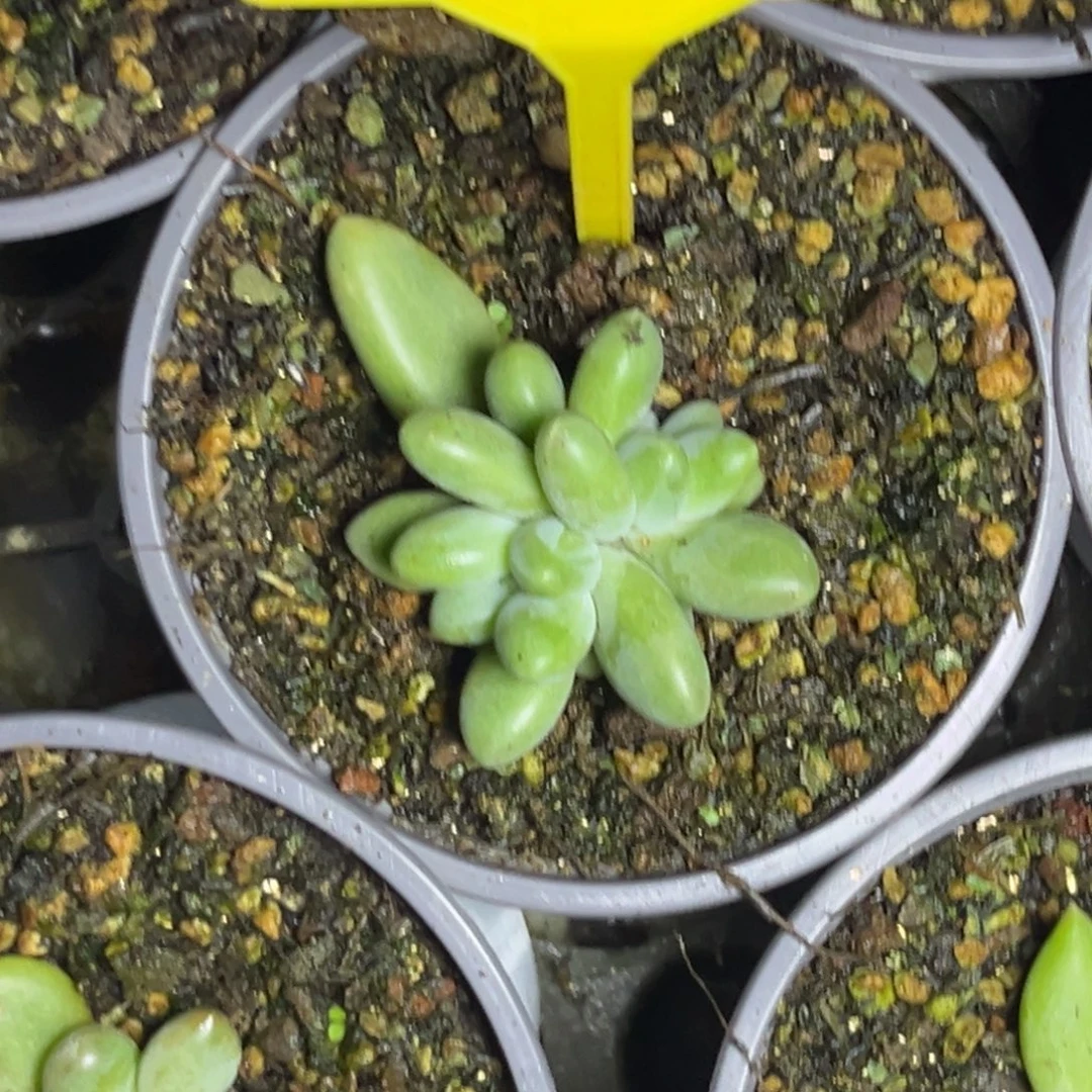 多肉植物欧若拉991