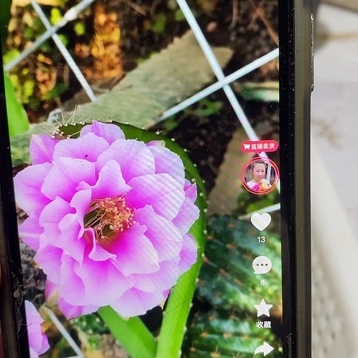 优雅芙蓉侧芽买一送一