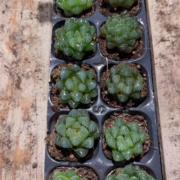 直播一物一拍多肉47