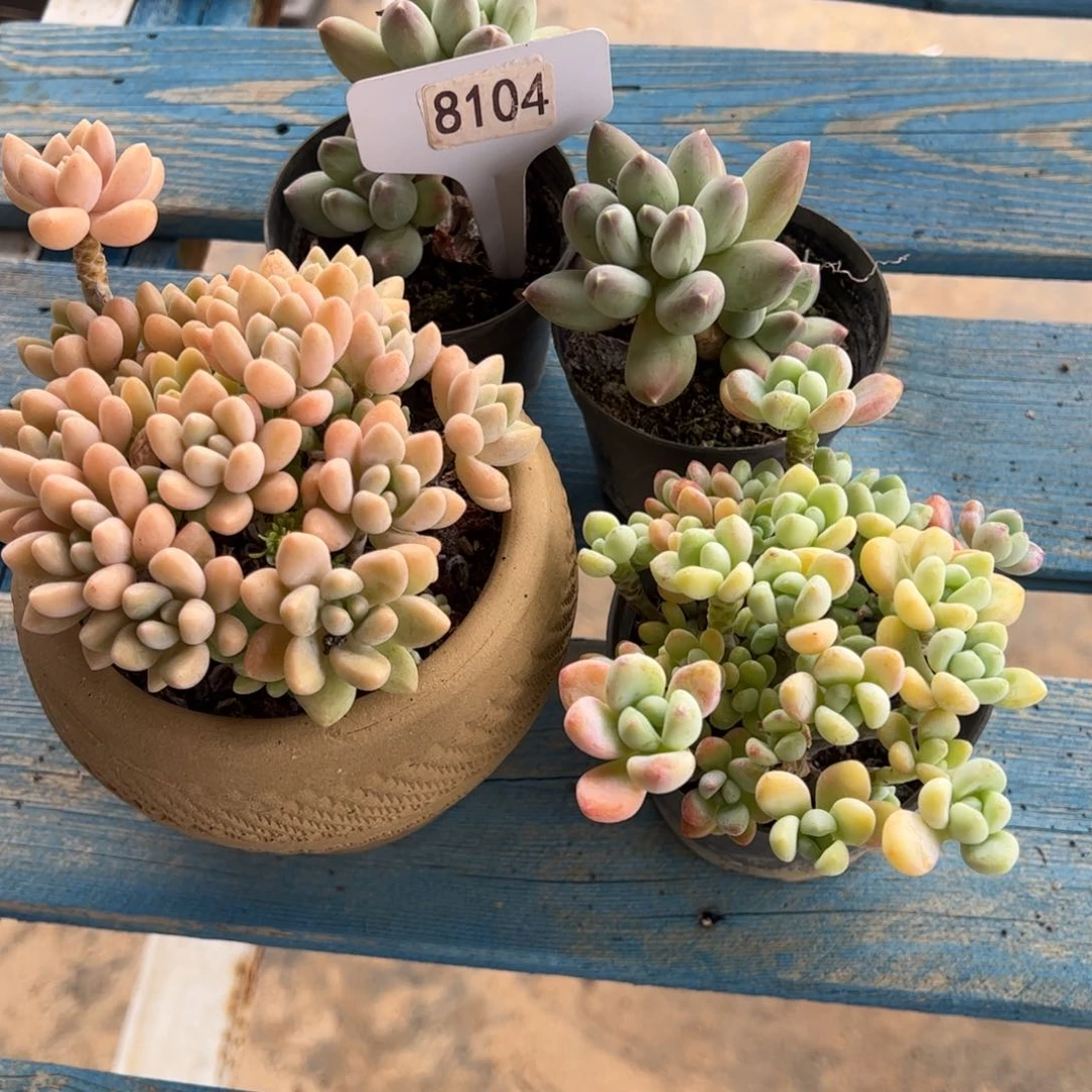 【闪购商品】ღ**?8104。 111—1-