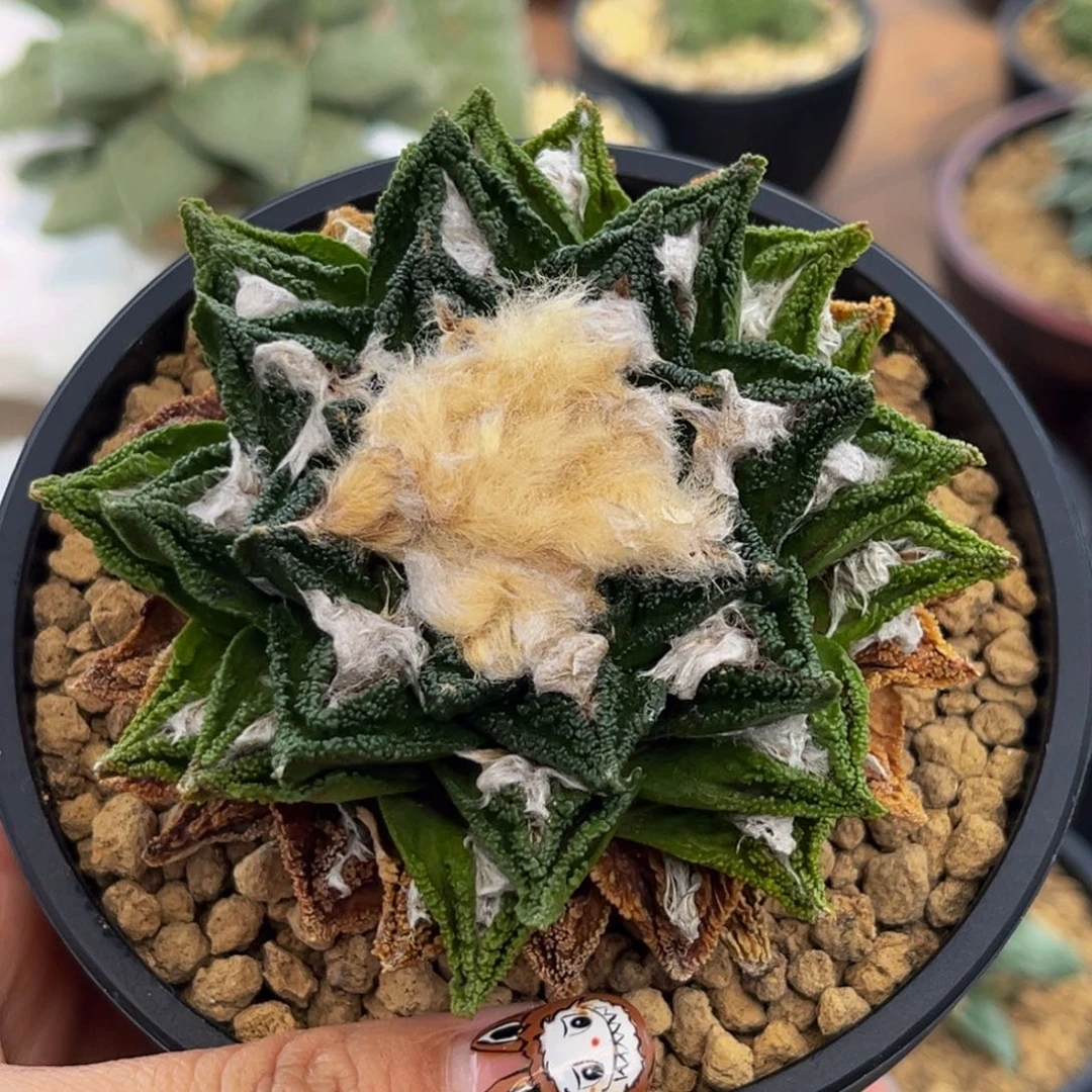 辛顿Zzzzzzzzxzxxzzzzzz