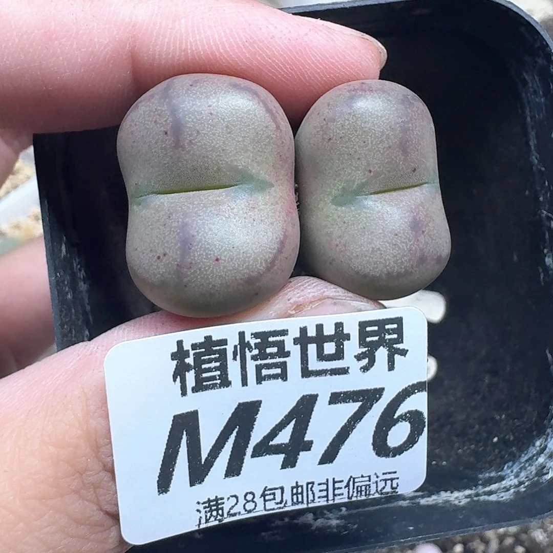 多肉植物的润泽wf