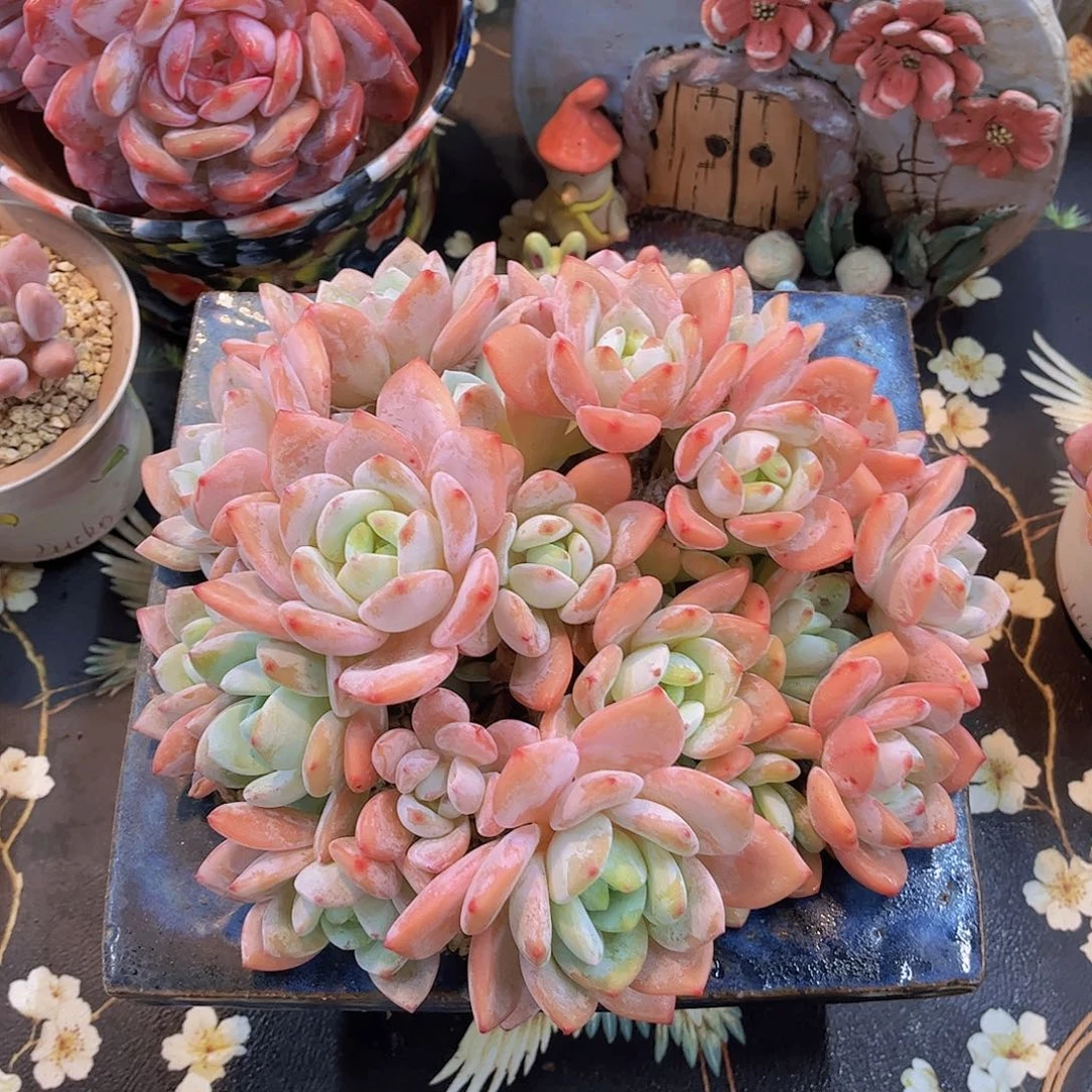 韩版冷香老桩多肉