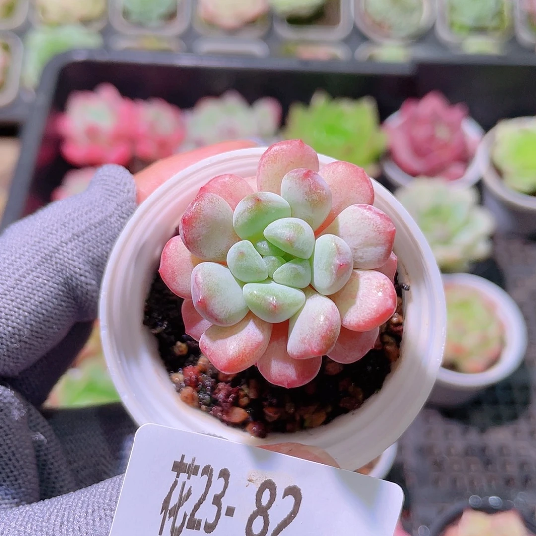 花利美23-82珍珠豆