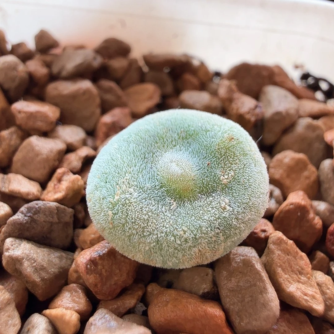 2.22.25/evj8512毛饼/多肉植物