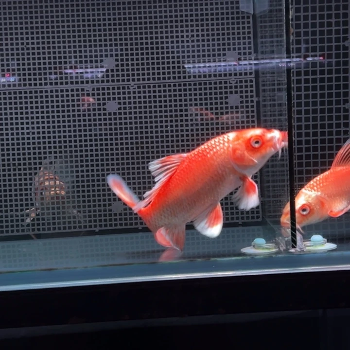 海水鱼墨*红色蝴蝶鲤