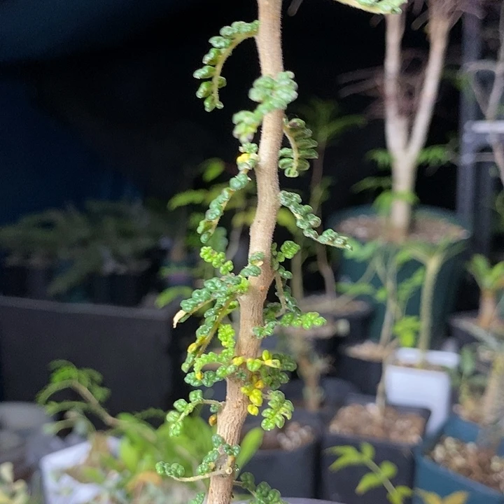 无***氏泡泡叶橄榄多肉植物