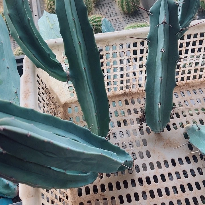 大***斌龙神木侧芽单耳两颗，双耳一棵