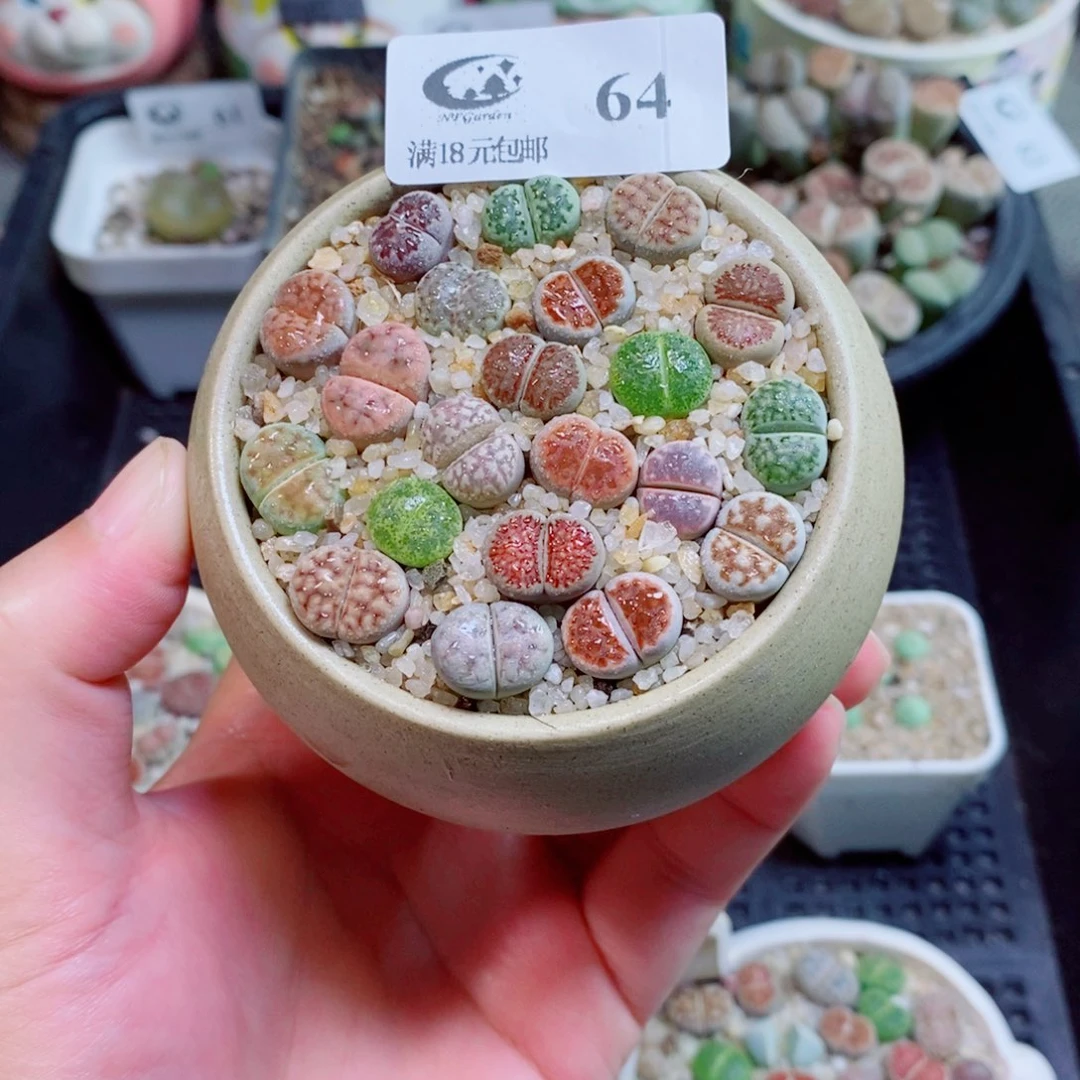 生石花花花花花花花花64