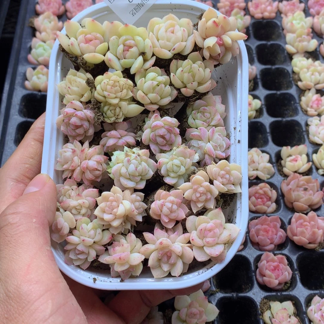 反反复复还是很开心012