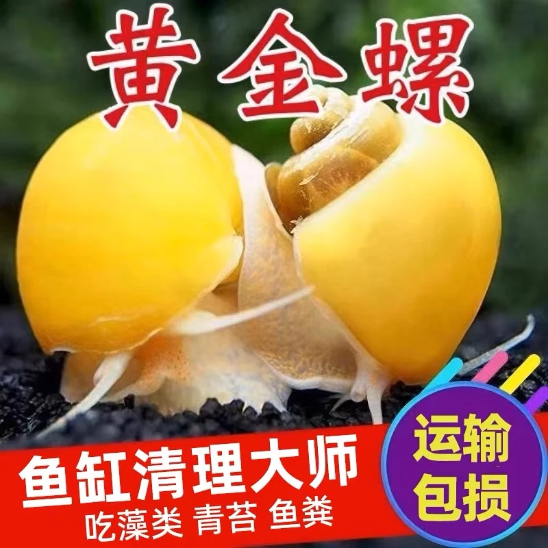 鲜活螺观赏螺可净化水质吃水藻清洁鱼缸淡水繁殖螺