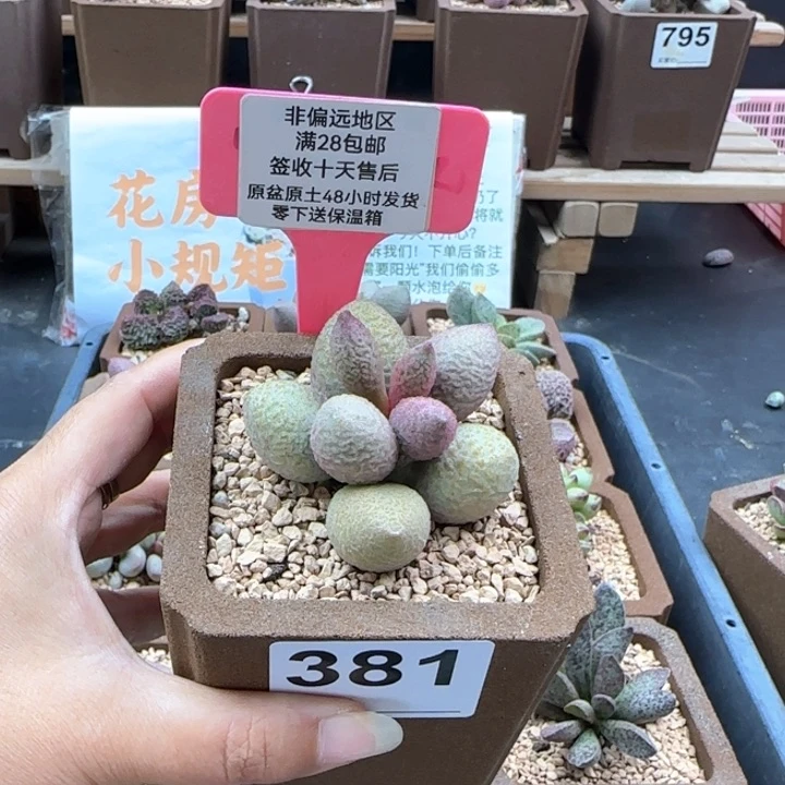 381金桔多肉植物