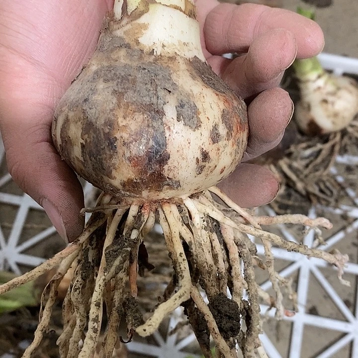 粉重楼6以上朱顶红