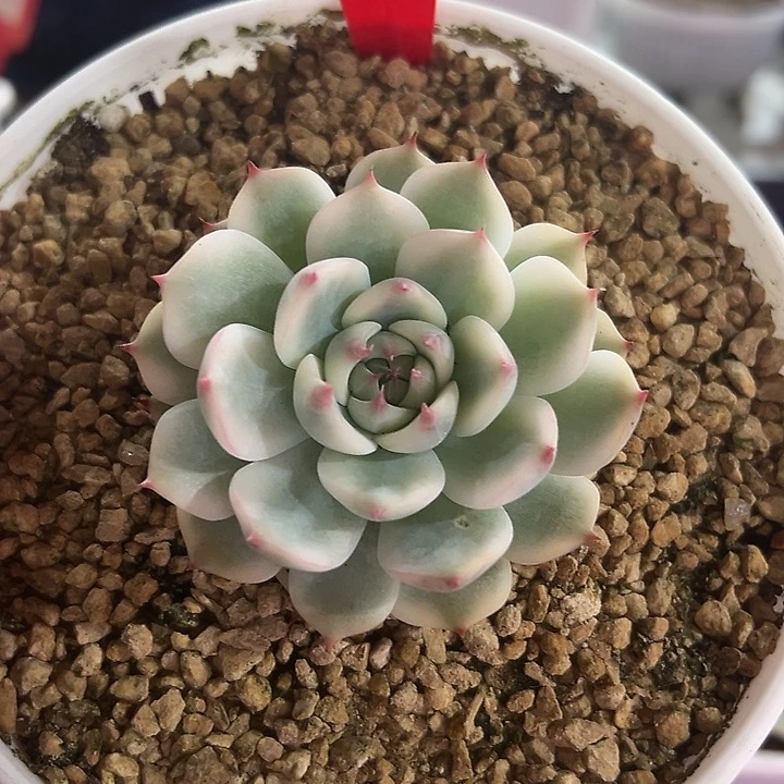 93号吉娃娃锦多肉植物