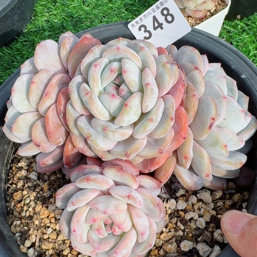 许*妍星影         精品多肉