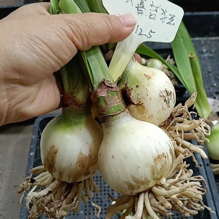 无花朵欢喜若狂4+发三个