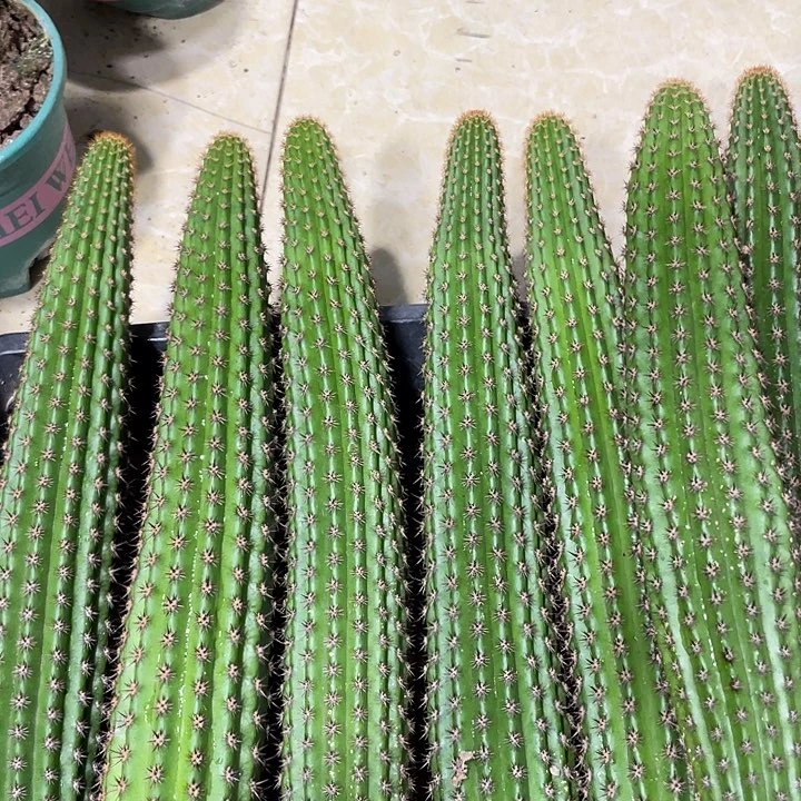 自根卡布奇诺金妞保20公分