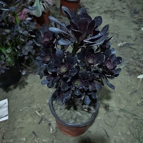 圆叶加急发货法师7