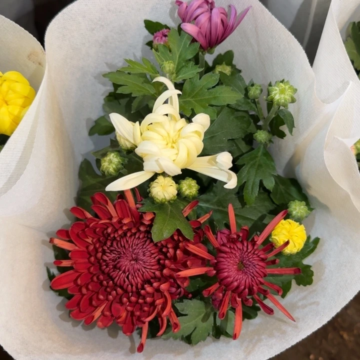 原盆原土龙爪菊4色