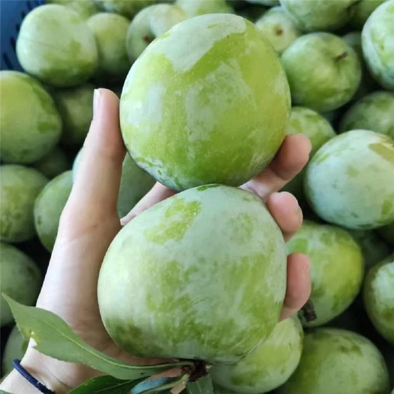 湖南奈李新鲜水果5斤包邮孕妇桃形李子青脆空心青奈脆甜李子油奈