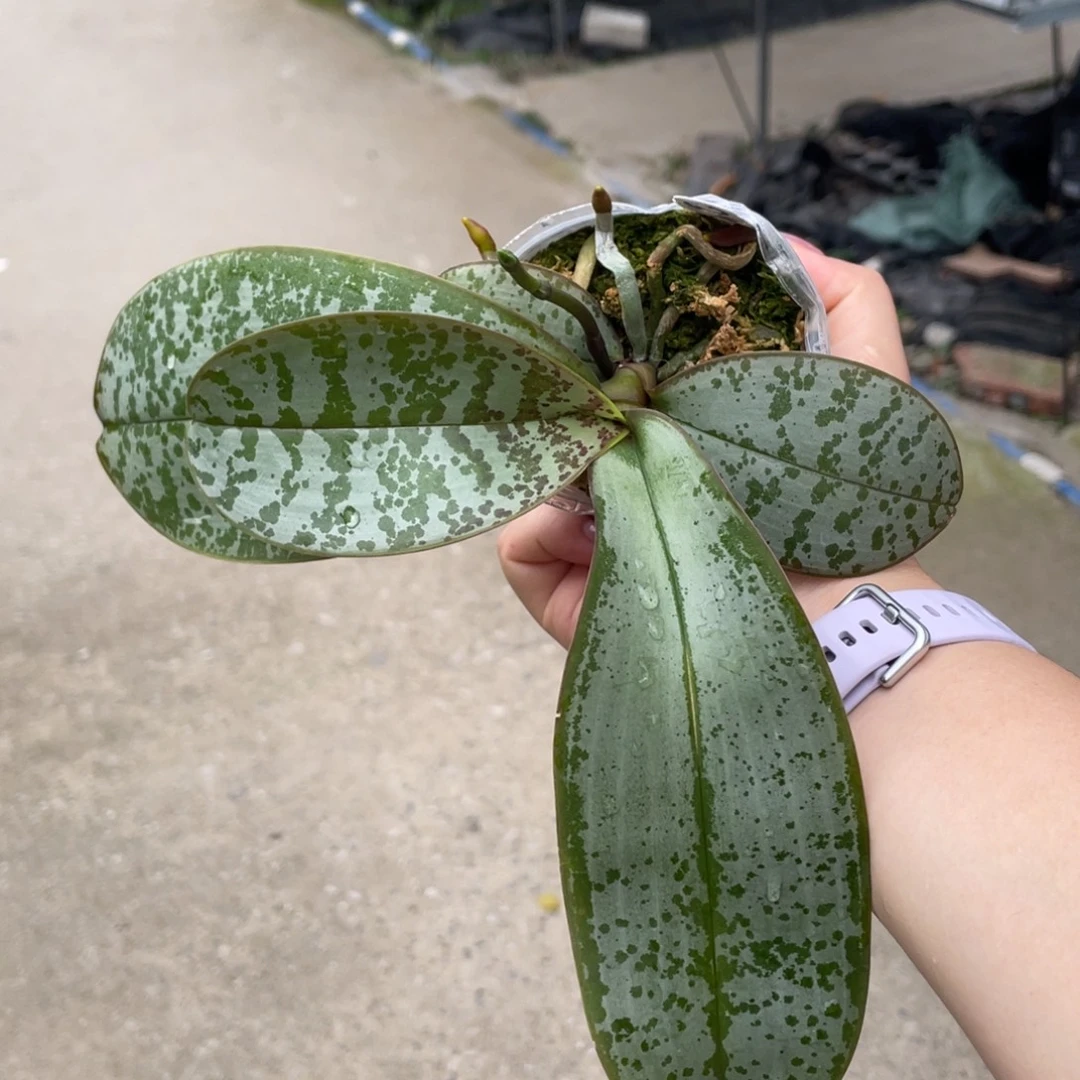 当前无花栽培后可以开花bt380民答那峨交白雪史