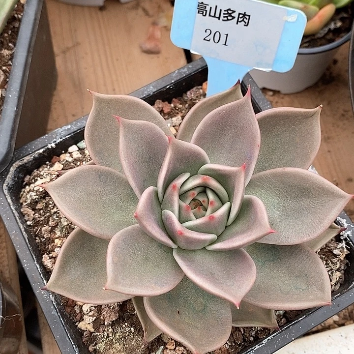 D201- 直播福利 星星