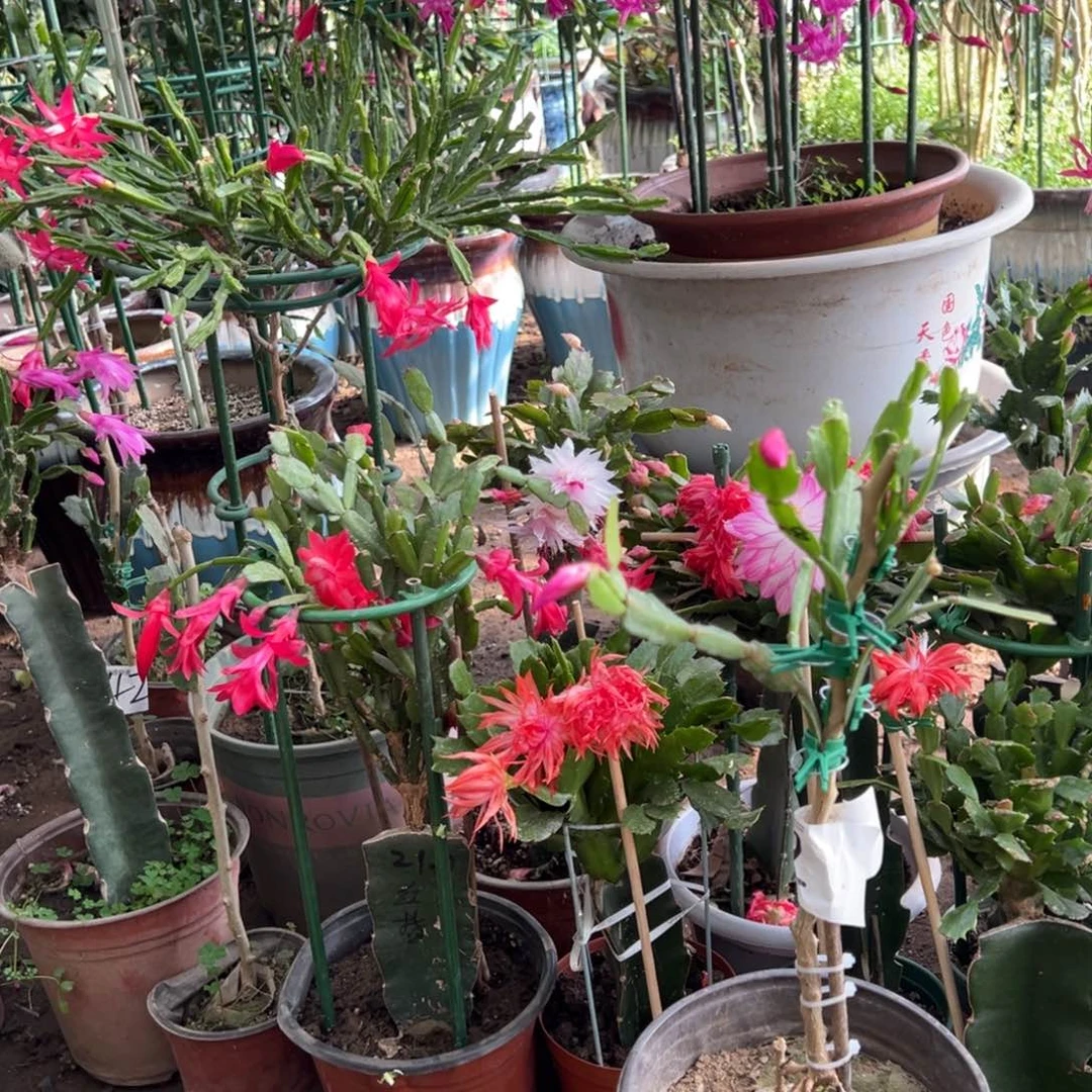 叶仙嫁接一层五色仙人指带花架编号92