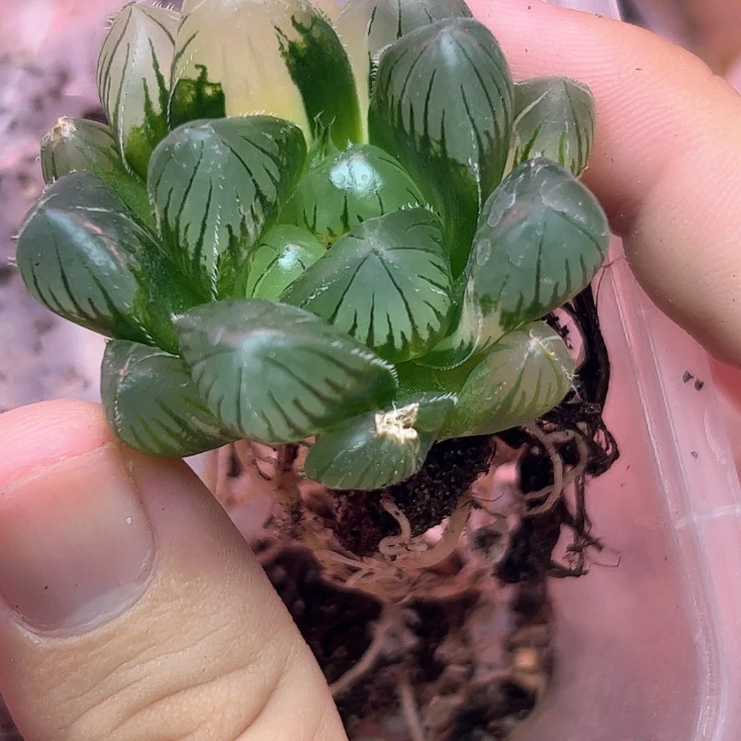 特大赤线锦十二卷多肉植物