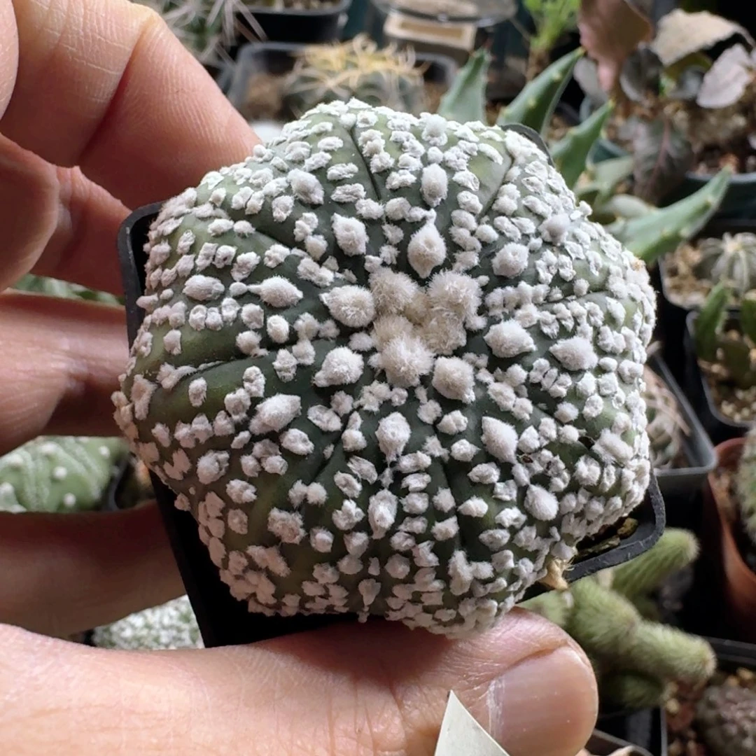 280海星兜带盆发货