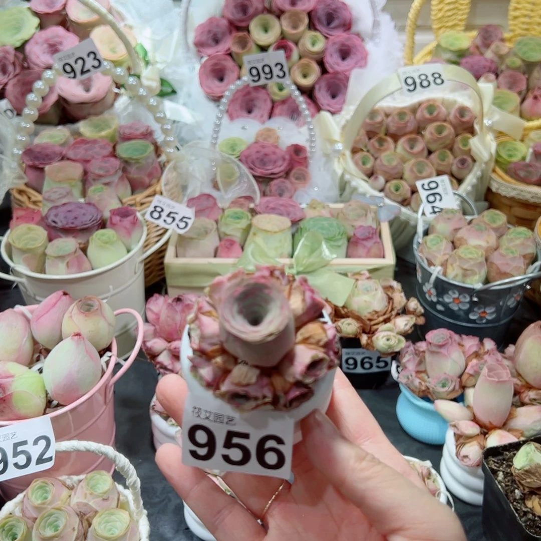 956边线小手捧花。  一物一拍