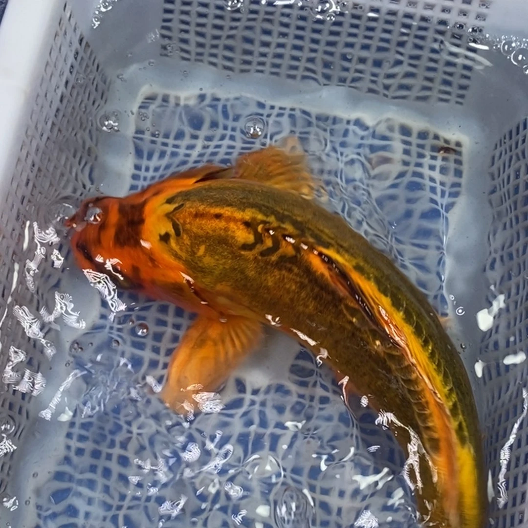 锦鲤冷水锦鲤包邮