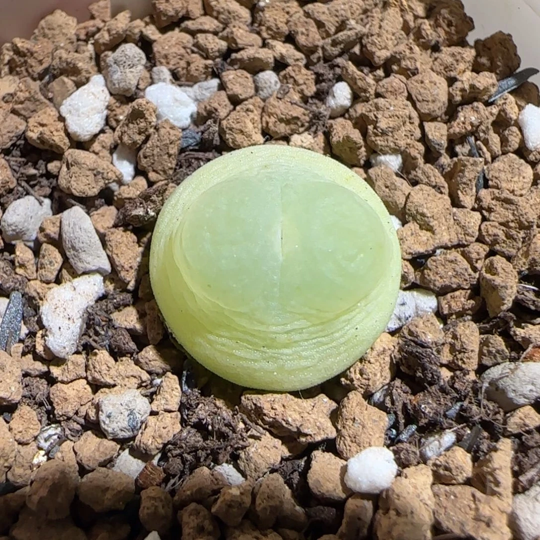 肉锥多肉植物组合-sh1200拉登235