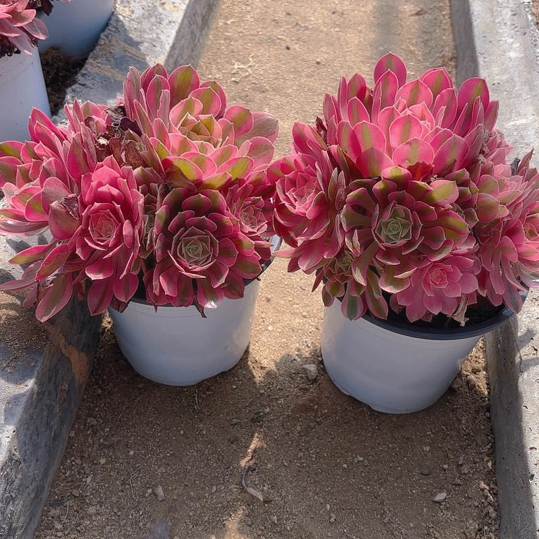 女巫多肉植物两颗不周正