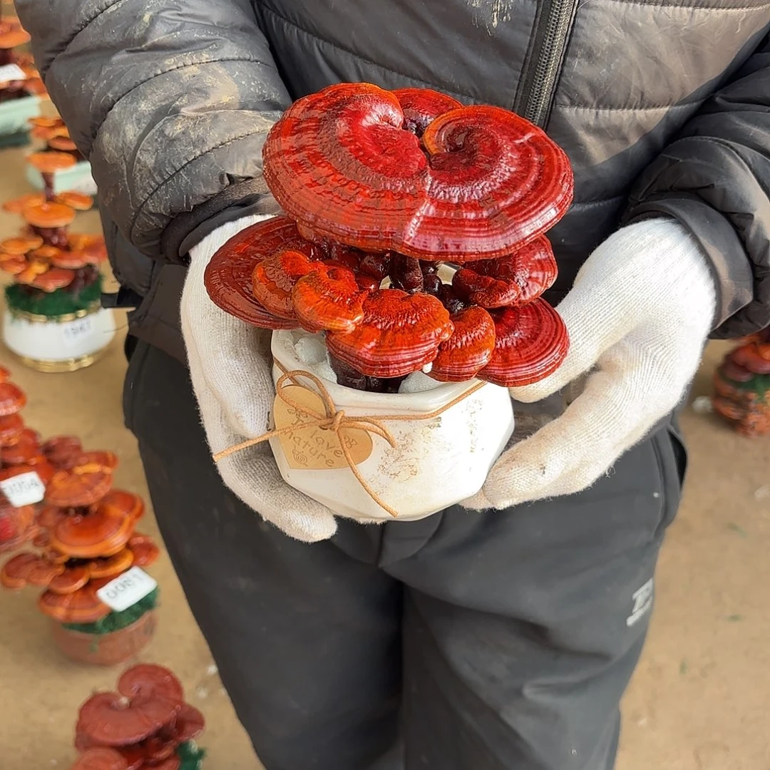 无花朵灵芝是我国著名植物