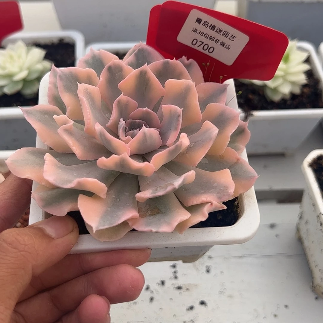 700号利比利亚锦单头