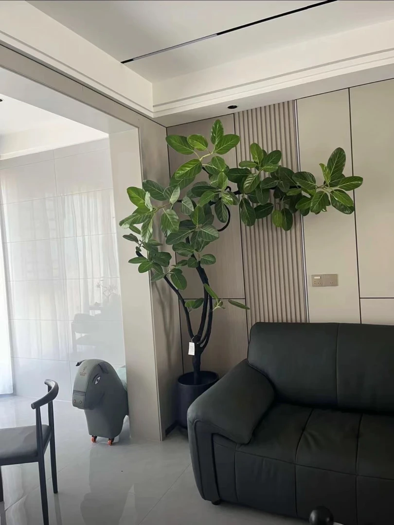 室内造景植物造型孟加拉榕高山榕好看耐养鲜活绿植大型绿植好养护